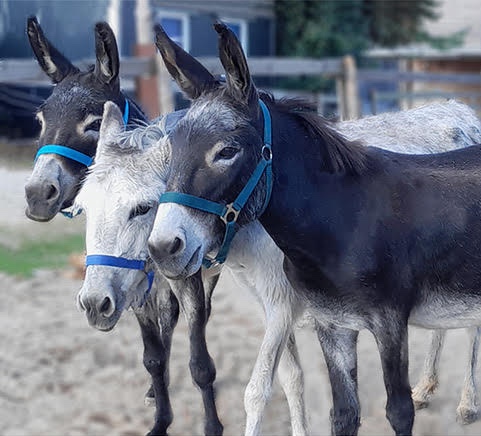 Uli-Jonas-Heilpraktikerin-Homoeopathie-Esel-Pferde-Therapie-Tiere-Muenchen-1