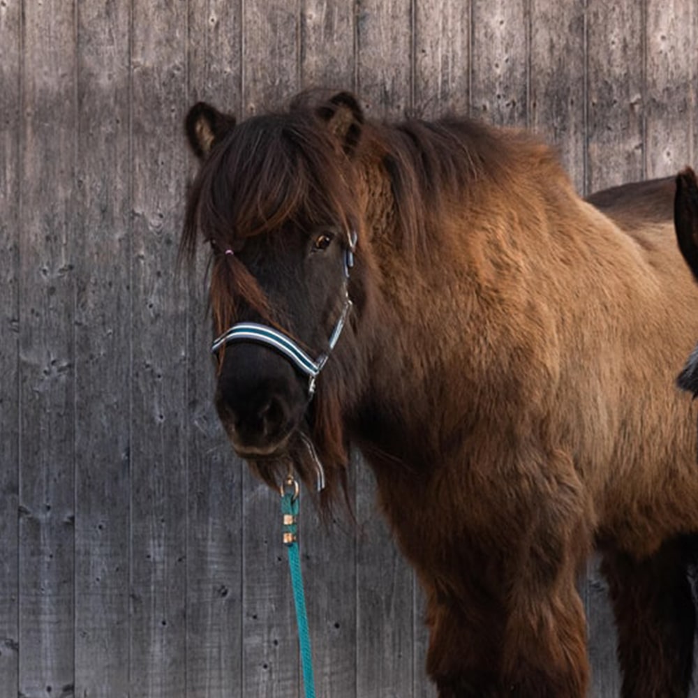 Uli-Jonas-Heilpraktikerin-Tiergestuetzte-Therapie-Eselwanderungen-Esel-Pony-Muenchen-Bayern-1-min