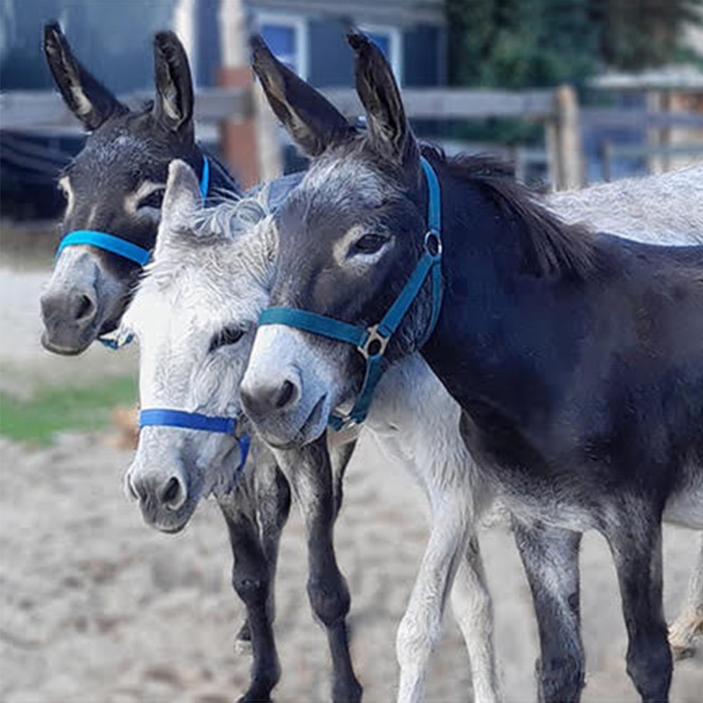 Uli-Jonas-Heilpraktikerin-Tiergestuetzte-Therapie-Eselwanderungen-Esel-Pony-Muenchen-Bayern-2-min